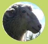 BioPepi