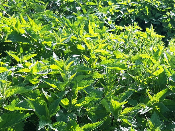 Ein Brennesselbeet sollte jeder im Garten haben.