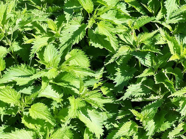 Die Brennessel ist eine verkannte Wunderpflanze.