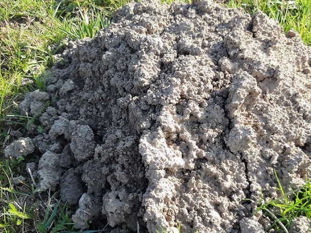 Maulwurferde ist ideal für die eigene Erdmischung.