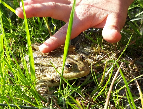 Zahmer Frosch im Garten.